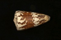 藏品(芋螺)的圖片